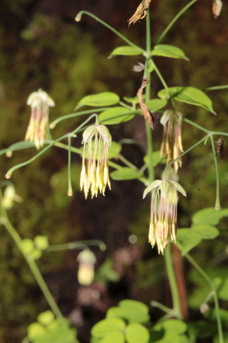 Image of Thalictrum gibbosum by (c) Arturo Castro Castro, some rights reserved (CC BY)