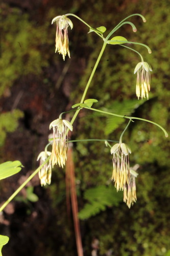 Image of Thalictrum gibbosum by (c) Arturo Castro Castro, some rights reserved (CC BY)