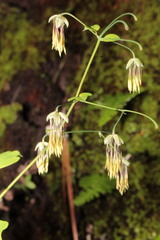 Thalictrum gibbosum