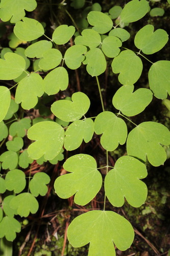 Image of Thalictrum gibbosum by (c) Arturo Castro Castro, some rights reserved (CC BY)