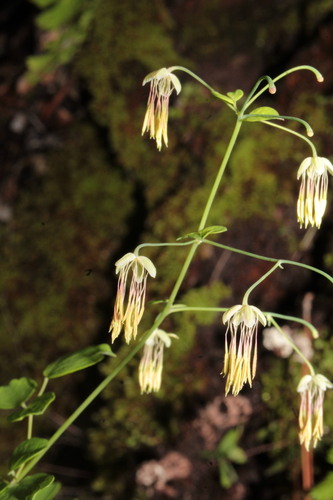 Image of Thalictrum gibbosum by (c) Arturo Castro Castro, some rights reserved (CC BY)