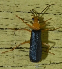 Podabrus fayi