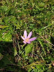 Colchicum autumnale