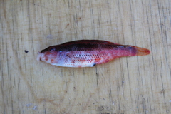 Symphodus doderleini