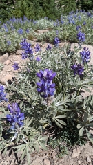 Lupinus obtusilobus
