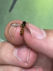 Platycheirus scambus