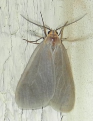 Pagara simplex