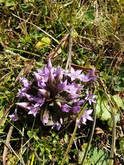 Gentianella germanica