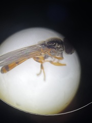 Platycheirus scambus