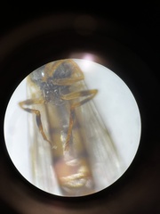 Platycheirus scambus