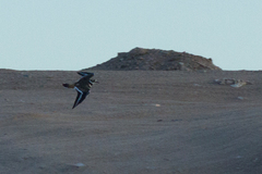 Charadrius vociferus