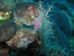 Flabellina affinis