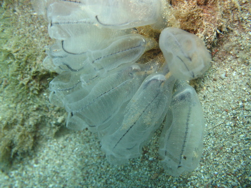 Photo of Purple clavelina (Clavelina dellavallei)