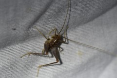 Ceuthophilus maculatus