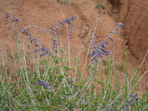 Image of Salvia abrotanoides by no rights reserved