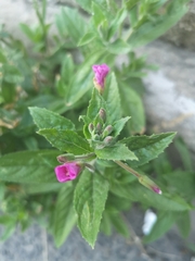 Epilobium hirsutum