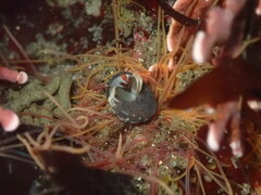 Pagurus granosimanus