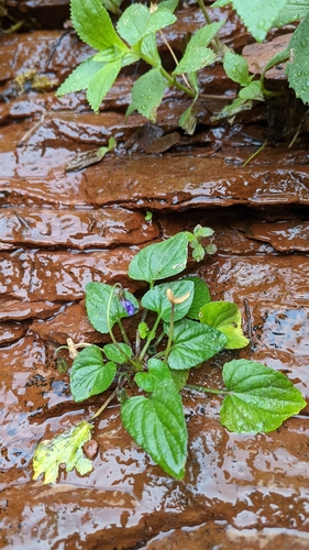 Image of Viola clauseniana by (c) Darrin Gobble, some rights reserved (CC BY)