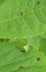 Stictocephala militaris