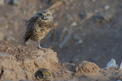 Athene cunicularia hypugaea