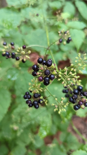 Aralia bicrenata (Aralia bicrenata)