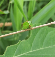 Stictocephala militaris