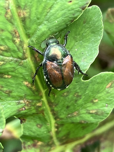Japanese Beetle, photo 2 of 10