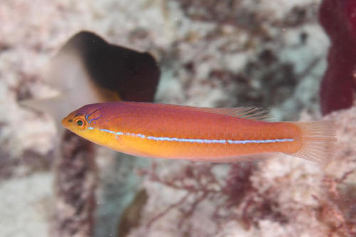 Yellowhead Wrasse