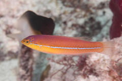 Yellowhead Wrasse photo 4