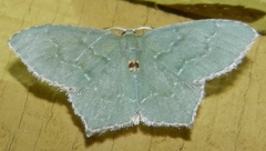 Chloropteryx tepperaria