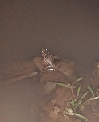 Ptychadena anchietae
