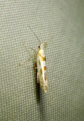 Argyresthia chalcochrysa