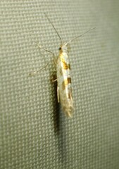 Argyresthia chalcochrysa