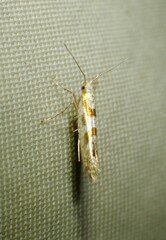 Argyresthia chalcochrysa