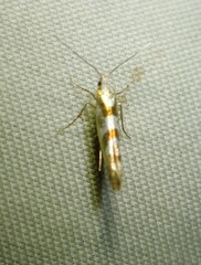 Argyresthia chalcochrysa