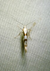 Argyresthia chalcochrysa