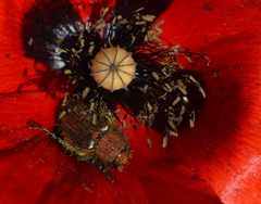 Pygopleurus diffusus