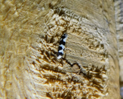 Neurothaumasia ankerella
