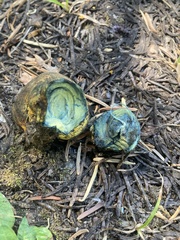 Gastroboletus