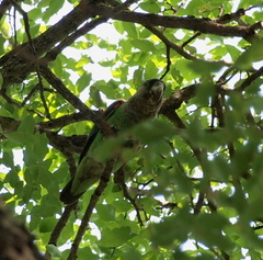 Poicephalus fuscicollis