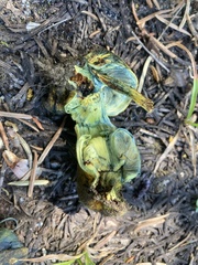 Gastroboletus