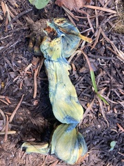 Gastroboletus
