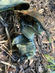 Gastroboletus