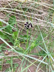 Microbotryum tragopogonis-pratensis