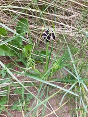 Microbotryum tragopogonis-pratensis