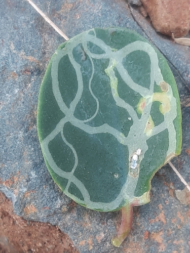 Liriomyza bryoniae photo 5