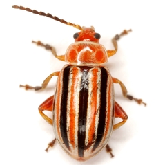 Disonycha admirabila