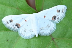 Scopula lautaria