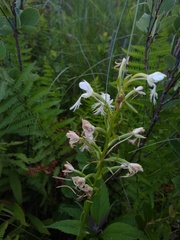 Platanthera leucophaea