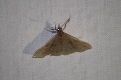 Renia flavipunctalis